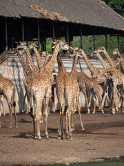 Naklejka premium Close-up Group of Giraffes were Standing on The Ground