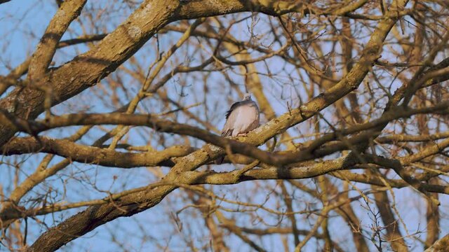 Common Wood Pigeon Perched on Leafless Branch, Close Up View