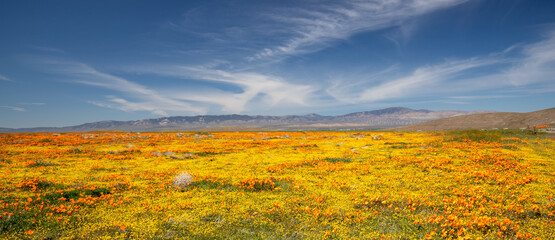 California Golden Orange Poppies and wild yellow sage under blue cirrus clouds in the high desert of southern California USA - obrazy, fototapety, plakaty