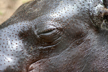 Fototapeta premium close up of a hippopotamus