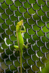 green lizard on a branch