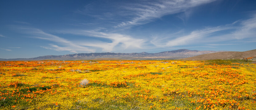 California Golden Orange Poppies and wild yellow sage under blue cirrus clouds in the high desert of southern California USA