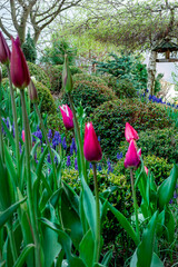 Tulipany na wiosennej rabacie w pięknym ogrodzie.