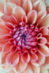 Close up of the center of a pale orange and pink dahlia flower.