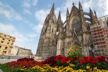 Fototapeta premium Flower bed in the background Cathedral of Saint Peter, Catholic cathedral in Cologne