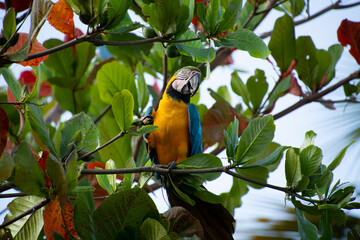Guacamaya en Árbol de Almendrón.
