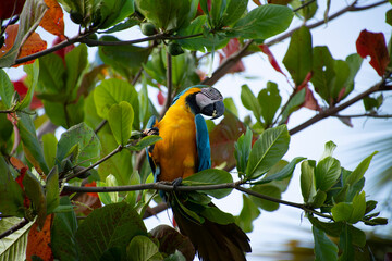 Guacamaya en Árbol de Almendrón.