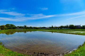 Landscape of Paddy field in Japan