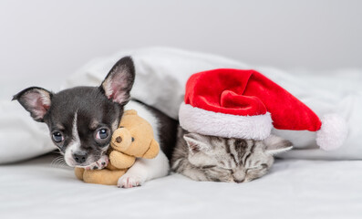 Chihuahua puppy and kitten wearing red santa hat sleep together on a bed at home. Dog hugs favorite toy bear