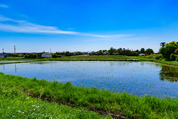 Landscape of Paddy field in Japan