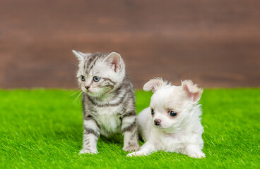 Tabby kitten and Chihuahua puppy sits together on green summer grass
