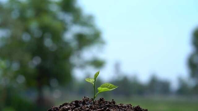 Seedling are growing in the soil with. Use a watering hand. The worldwide platform to plant trees. Planting trees to reduce global warming.