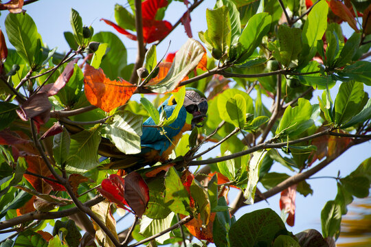 Guacamaya en &Aacute;rbol de Almendr&oacute;n.