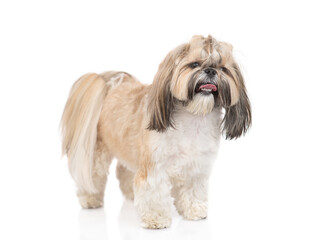 Naklejka na ściany i meble Shih tzu puppy stands in side view. isolated on white background