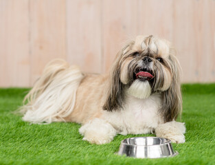 Shih tzu puppy lies with bowl on the green grass