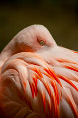 pink flamingo portrait