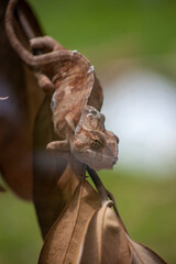 lizard on a tree