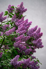 Obraz premium Lilac bush with delicate pink flowers in spring.