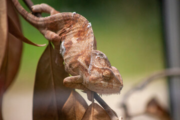 lizard on a tree