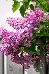 Lilac bush with delicate pink flowers in spring.
