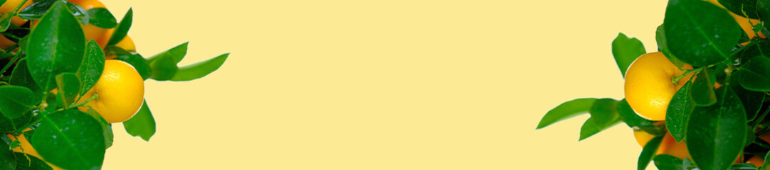 Mandarin Tree .Orchard banner. tangerine fruits on the branches isolated on yellow background. Citrus fresh organic fruit.Organic Pure Natural Farm Fruits.Mandarin fruit banner