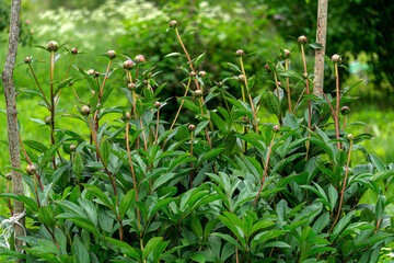 A bush of peony flowers with still unblown green heads.