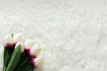 Fototapeta na wymiar White tulip on white carpet.