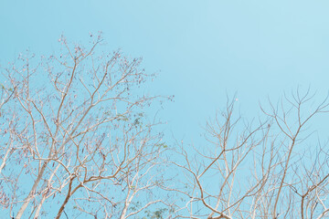 sky foliage leaf plant branches, tree