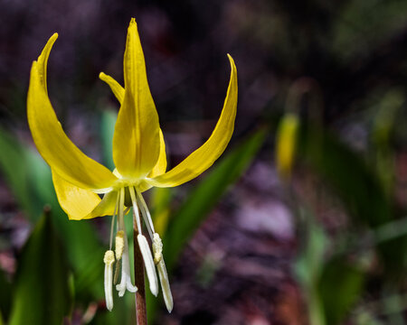 Yellow avalanche Lily blossom in the forest