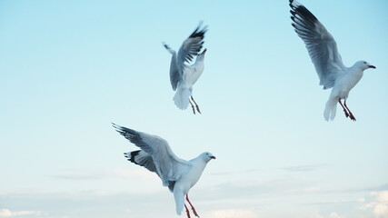 Obraz premium seagull in the sky