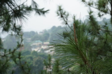 pine tree in the forest background