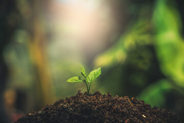 Small tree. Young plant growing with sunlight in the  morning. Earth day concept. Seedling growing.