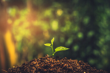Small tree. Young plant growing with sunlight in the  morning. Earth day concept. Seedling growing.