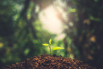 Small tree. Young plant growing with sunlight in the  morning. Earth day concept. Seedling growing.