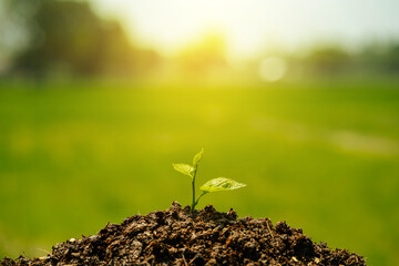 Small tree. Young plant growing with sunlight in the  morning. Earth day concept. Seedling growing.