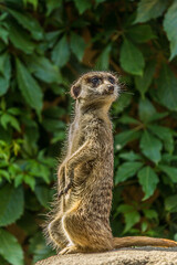 The meerkat stands with a pillar and turns its head in different directions. Can be used as a direction indicator. The meerkat (Suricata suricatta) lives in the savanna, grassland and desert.