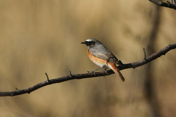 A stunning male Redstart, Phoenicurus phoenicurus, perching on a branch in heathland. It is hunting for insects to eat.	