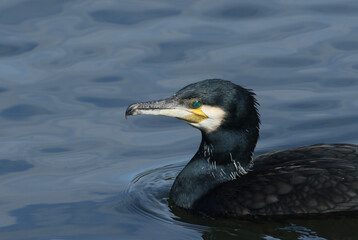 A Cormorant, Phalacrocorax carbo, swimming on a lake diving down into the water hunting for fish.