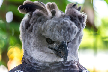 Close-up three quarter portrait of a harpy eagle. The American harpy eagle (Harpia harpyja) lives in the tropical lowland rainforests of America. It's a Near Threatened species. - obrazy, fototapety, plakaty