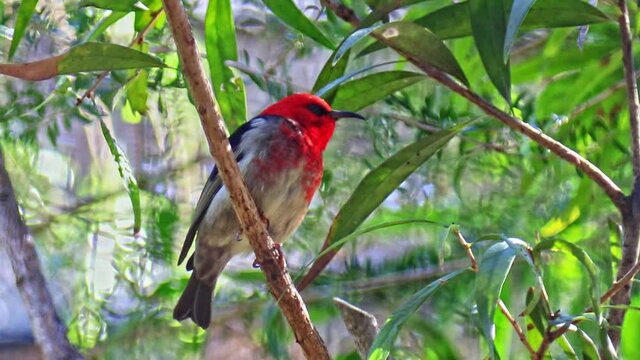 A scarlet honeyeater is singing on a tree branch in a park