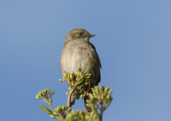 A Dunnock or Hedge Sparrow, Prunella modularis, perching on the  buds of an Oil Rapeseed plant.