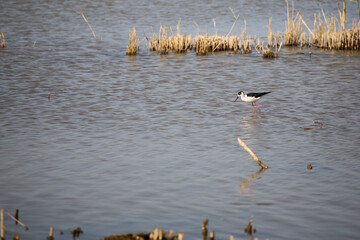Wild tiny black and white Mediterranean fishing bird on a blue lagoon