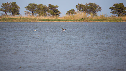 White seagulls flying on a blue lagoon in Delta de l'Ebre, Catalonia