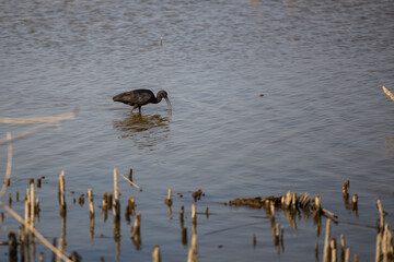 Tiny black wild bird with long beak fishing on a blue lagoon in Delta de l'Ebre, Catalonia