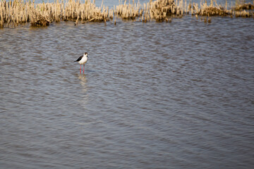 A couple of tiny white and black wild birds walking on water while fishing on a blue lagoon in Delta de l'Ebre, Catalonia