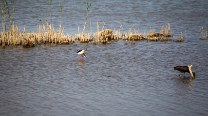 Different tiny birds with white and black feathers fishing on a lagoon in Delta de l'Ebre, Catalonia