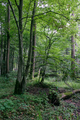 Obraz premium Alder tree deciduous stand