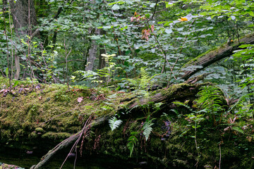 Obraz premium Deciduous stand with two broken oak trees lying