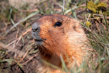 The Marmota bobak, also known as the steppe marmot looks out from its burrow.