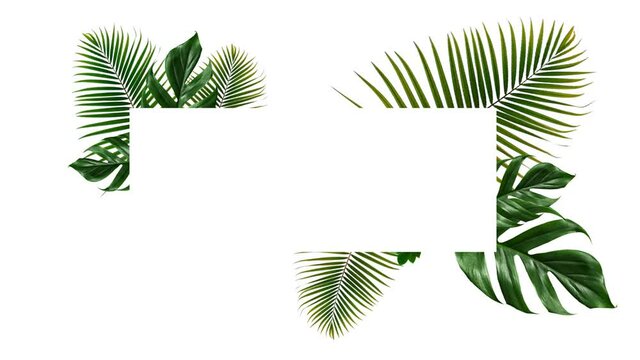 Tropical green leaves frame on white background animation pattern background